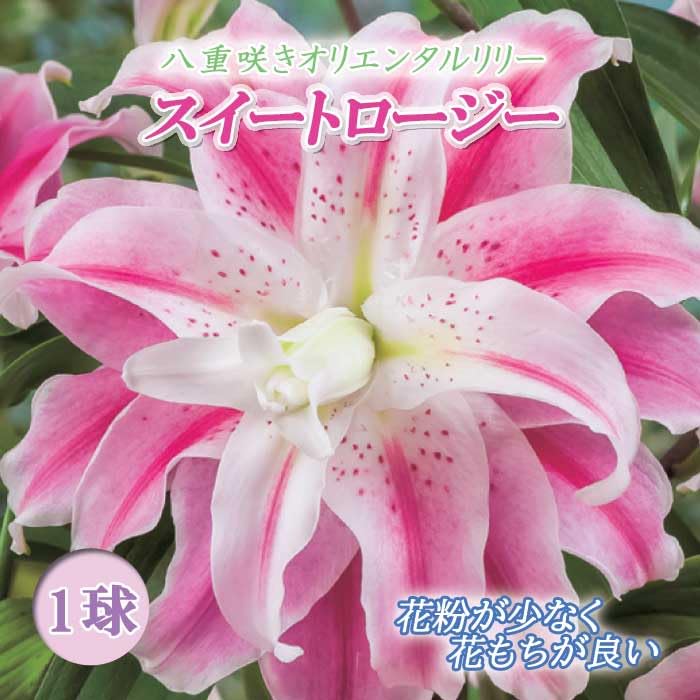 みぃちゃん八重咲きオリエンタル百合3種15球＆特大球4種4球 八重咲きオリエンタルユリ 4種セット｜種（タネ）,球根,苗,資材